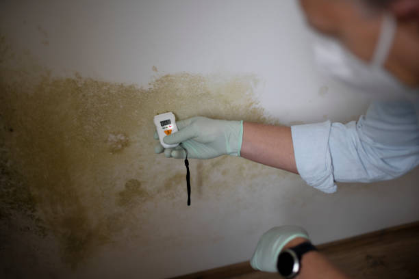 Trusted Corte Madera, CA Mold Inspection, Removal & Remediation Experts